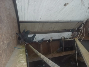 Vand 45 porumbei - imagine 2