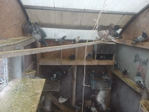 Vand 45 porumbei - imagine 3