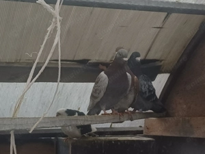 Vand 45 porumbei - imagine 4