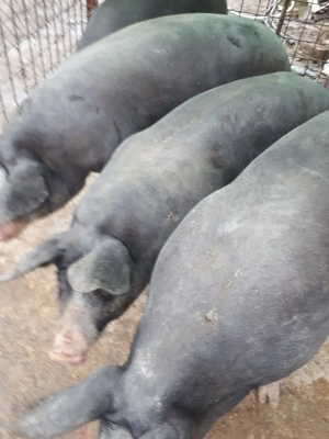Porci de vanzare - imagine 2