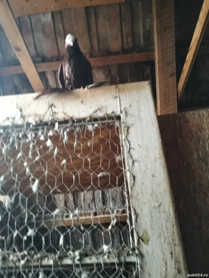 Disponibil porumbei mai multe rase  - imagine 2