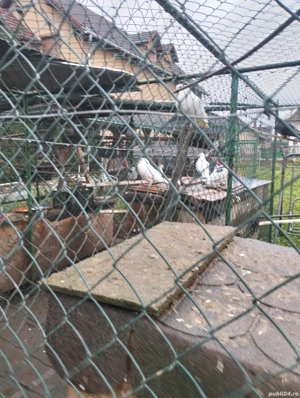 Disponibil porumbei mai multe rase  - imagine 3