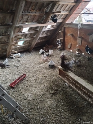 Disponibil porumbei mai multe rase  - imagine 4