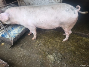 vand porc landras - imagine 2