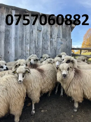 Vând 30 de oi la a treia fătare - imagine 3