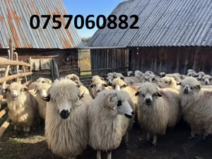 Vând 30 de oi la a treia fătare - imagine 2