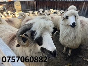 Vând 30 de oi la a treia fătare - imagine 4