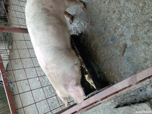 vând porc de Crăciun  - imagine 2