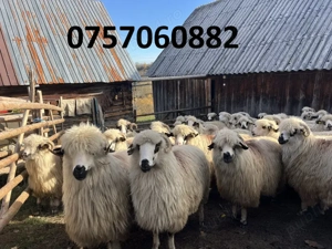 Vând 30 de oi la a treia fătare - imagine 5