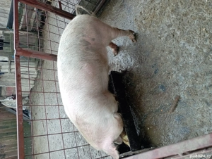 vând porc de Crăciun  - imagine 4