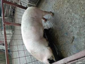 vând porc de Crăciun  - imagine 5