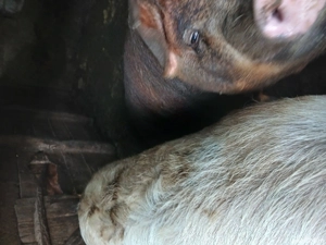 vand porci rasa duroc