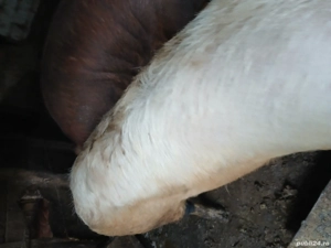 vand porci rasa duroc - imagine 4