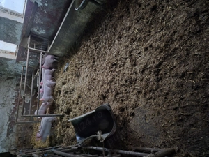 De vinzare purcei 7 saptimini - imagine 2