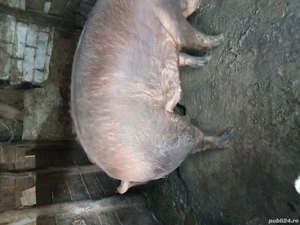 vand porci rasa duroc - imagine 3