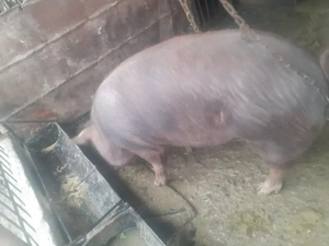 Porc rasa de carne(duroc),aprox.90-100kg - imagine 2