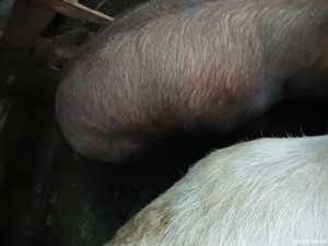 vand porci rasa duroc - imagine 2