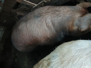 vand porci rasa duroc - imagine 5