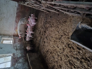 De vinzare purcei 7 saptimini