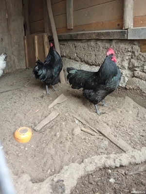 vand 2 cocoși australorp si 1playmond