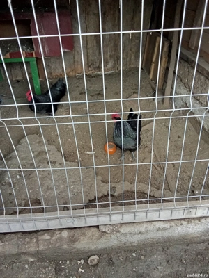 vand 2 cocoși australorp si 1playmond - imagine 2