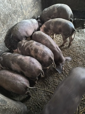 Purcei de vânzare  25-35 kg - imagine 2