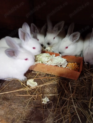 Iepuri rasa californieni și rex - imagine 3