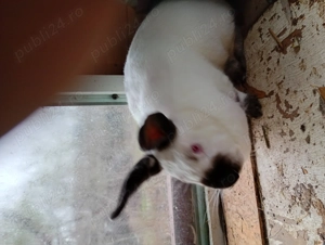 Iepuri rasa californieni și rex - imagine 4