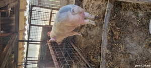 Porc de vanzare - imagine 2