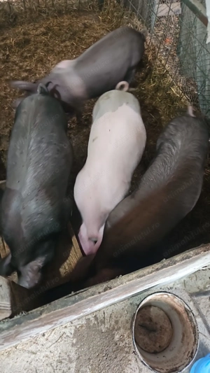 Porci 40 - 50Kg de 5 luni crescut în gospodărie  - imagine 2