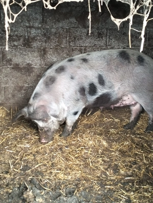 Scoafă la 140 kg ! - imagine 2