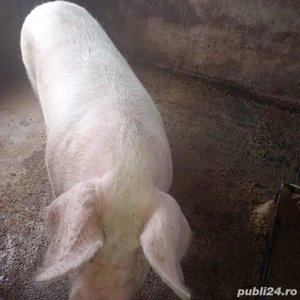 porci de casă  - imagine 2