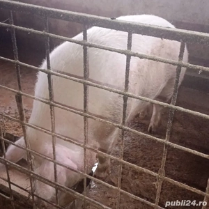 porci de casă  - imagine 4