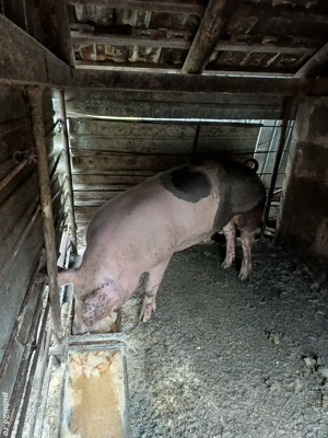 porc de vanzare