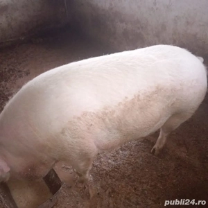 porci de casă  - imagine 3