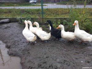 Rată de vânzare  - imagine 2