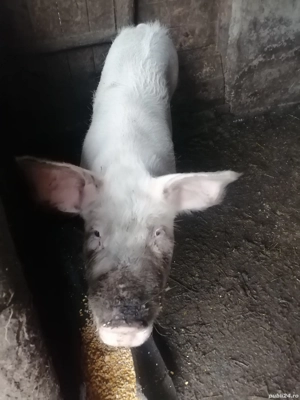 Vând porci Cazasu  - imagine 3