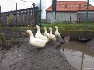 Rată de vânzare  - imagine 3