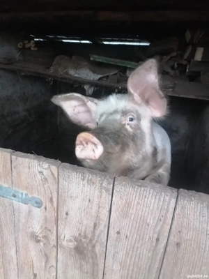 Vând porci Cazasu 