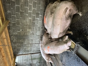 De vanzare porci de tara crescuti natural 130-180kg  - imagine 4