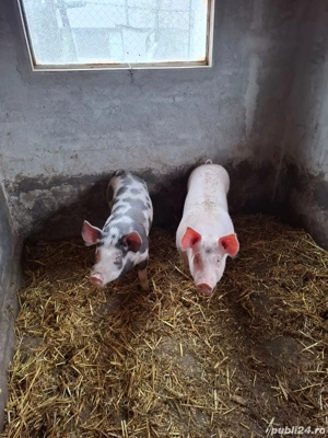 Porci de vânzare!! - imagine 5