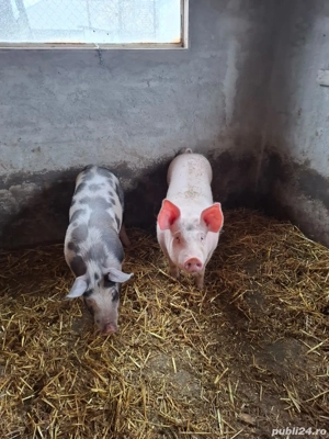 Porci de vânzare!! - imagine 2