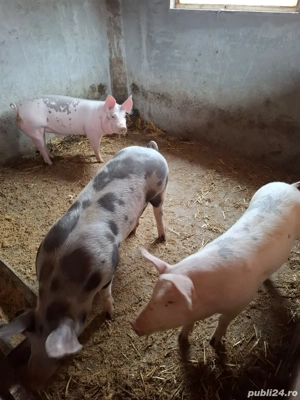 Porci de vânzare!! - imagine 4
