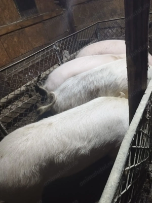 Porci de Crăciun  - imagine 2