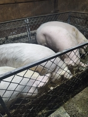 Porci de Crăciun  - imagine 3