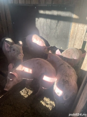 vand purcei - imagine 2