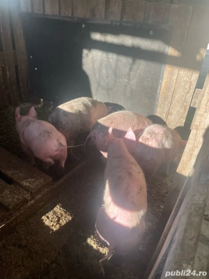 vand purcei - imagine 3