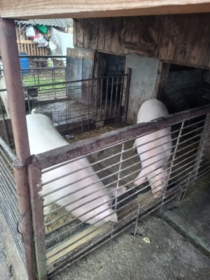 Vând porci 150 170 kg - imagine 5