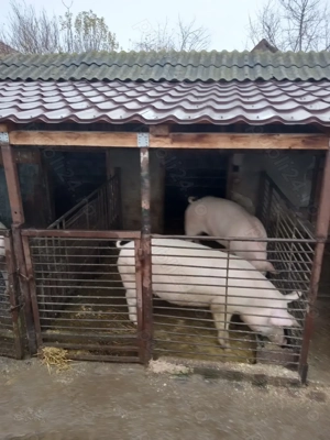 Vând porci 150 170 kg - imagine 3