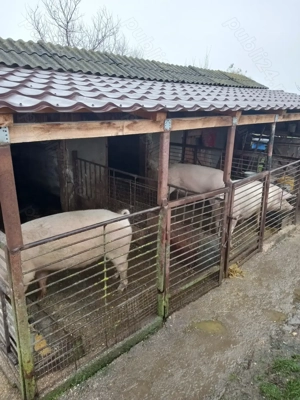 Vând porci 150 170 kg